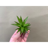 Guzmania theresa Babyplant