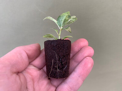 Ficus Shivereana Moonshine Babyplant rare