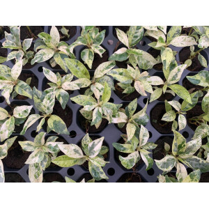 Ficus Shivereana Moonshine Babyplant rare