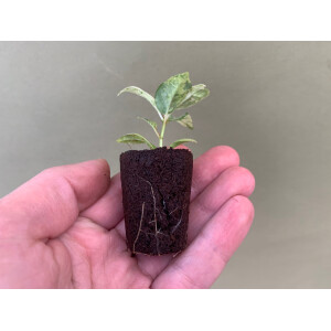 Ficus Shivereana Moonshine Babyplant rare
