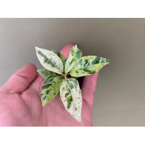 Ficus Shivereana Moonshine Babyplant rare