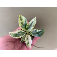 Ficus Shivereana Moonshine Babyplant rare