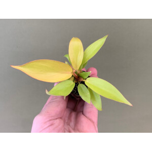 Philodendron Thai Sunrise Babyplant