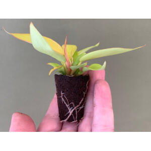 Philodendron Thai Sunrise Babyplant