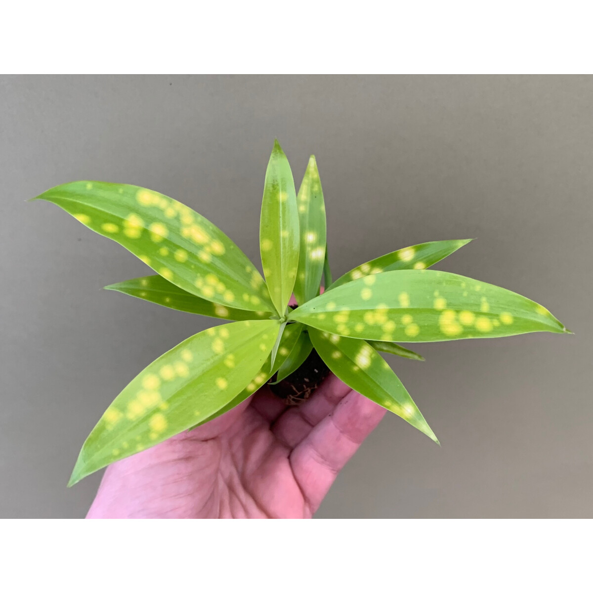 Dracaena Milky Way Babyplant