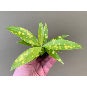 Dracaena Milky Way Babyplant