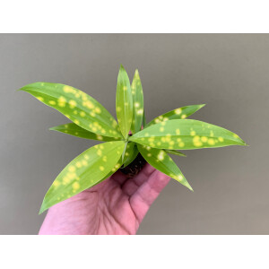 Dracaena Milky Way Babyplant