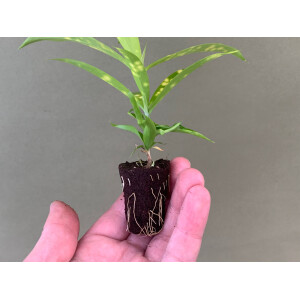 Dracaena Milky Way Babyplant
