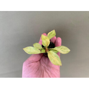 Philodendron Painted Lady Babyplant