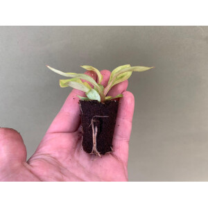 Philodendron Painted Lady Babyplant