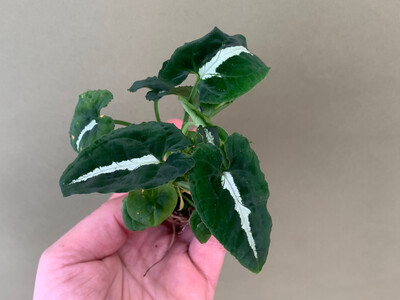 Syngonium wendlandii Babyplant