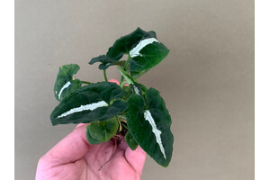 Syngonium wendlandii Babyplant