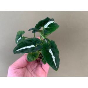 Syngonium wendlandii Babyplant
