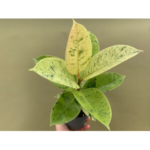 Ficus Shivereana MoonshineXL