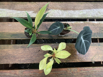 Offer Baby Plant Mix ( 2x Philodendron + 1x Alocasia)