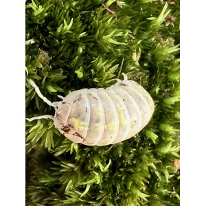 Armadillidium vulgare Magic Potion Zuchtansatz
