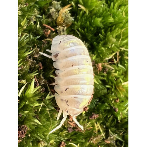Armadillidium vulgare Magic Potion Zuchtansatz