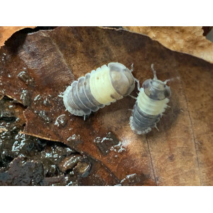 Cubaris spec. Panda King