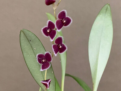 Stelis ciliolata