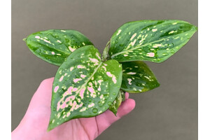 Aglaonema green pointed Babyplant