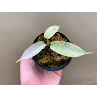 Philodendron Florida Ghost S