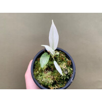 Philodendron Florida Ghost S