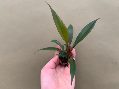 Philodendron Bronze Babyplant