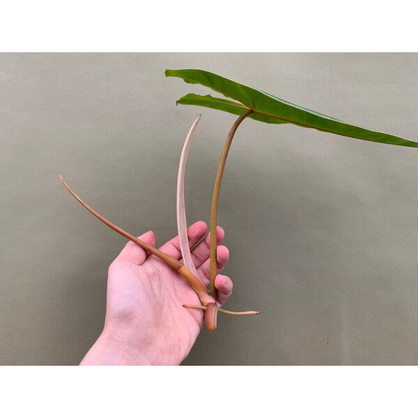 wasabia japonica plant Orochi Wasabi 'Eutrema japonicum' plants – Hand Picked Nursery main image 1