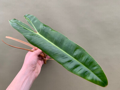 Philodendron Billietiae Cutting