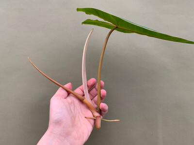 Philodendron Billietiae Cutting