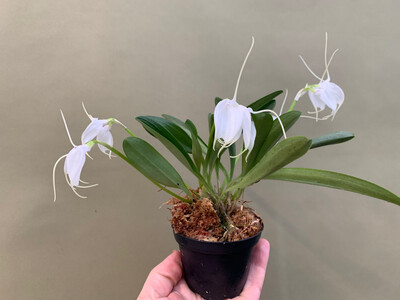 Masdevallia tovarensis