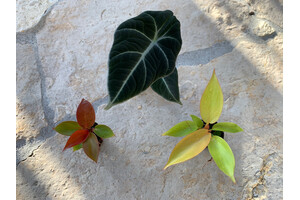 Offer Baby Plant Mix 2 (2x Philodendron + 1x Alocasia)