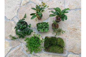 Jungle Bowl Plant Kit 1