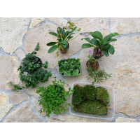 Jungle Bowl Plant Kit 1