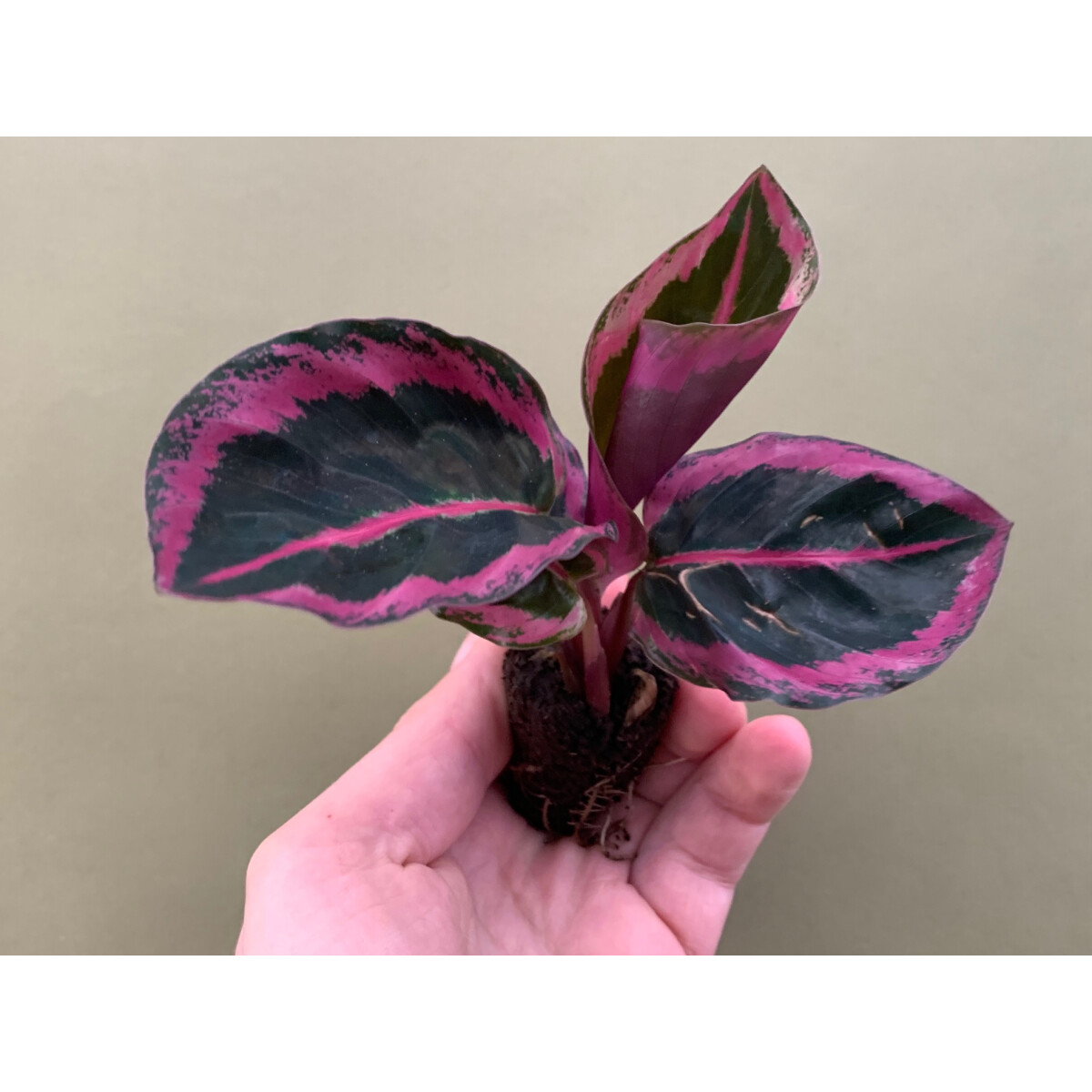 Calathea Angela Babyplant box