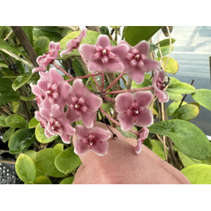 Hoya fungii