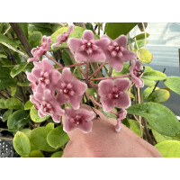 Hoya fungii