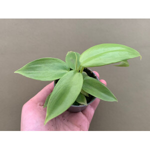 Philodendron Lemon Lime Babyplant