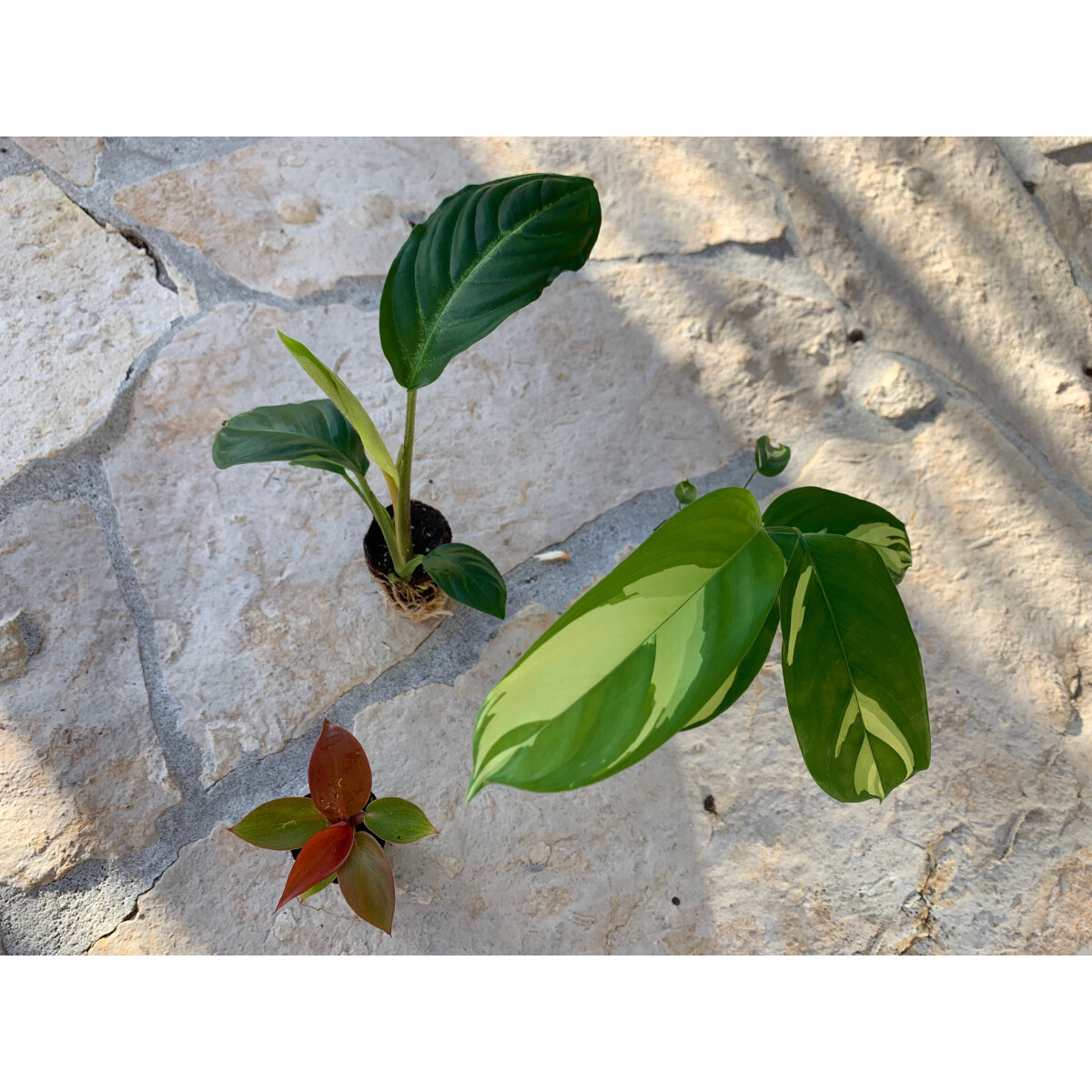 Angebot Baby Plant 3 Mix (1x Philodendro box