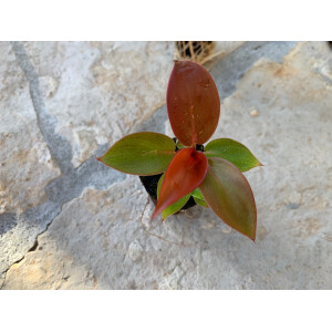 Angebot Baby Plant 3 Mix (1x Philodendron + 1x Xanthosoma, 1 x Ctenanthe )