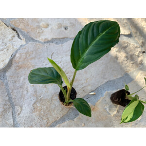 Angebot Baby Plant 3 Mix (1x Philodendron + 1x Xanthosoma, 1 x Ctenanthe )