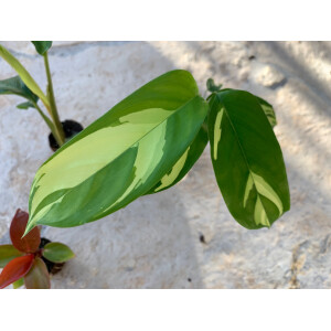 Angebot Baby Plant 3 Mix (1x Philodendron + 1x Xanthosoma, 1 x Ctenanthe )