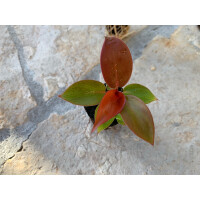 Angebot Baby Plant 3 Mix (1x Philodendron + 1x Xanthosoma, 1 x Ctenanthe )