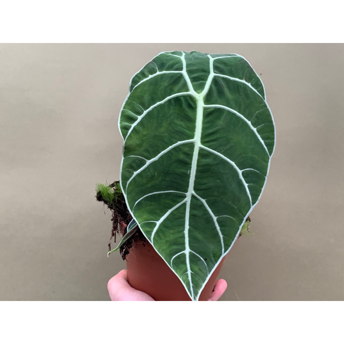 Alocasia watsoniana