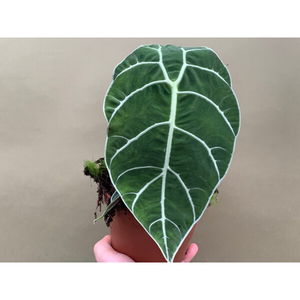 Alocasia watsoniana