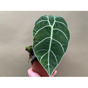 Alocasia watsoniana