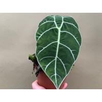 Alocasia watsoniana