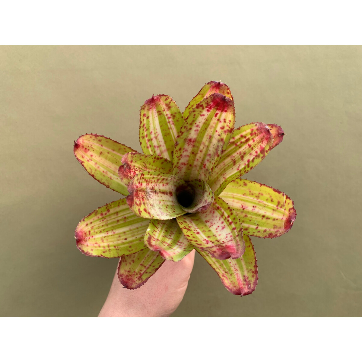 Neoregelia Pinky Green