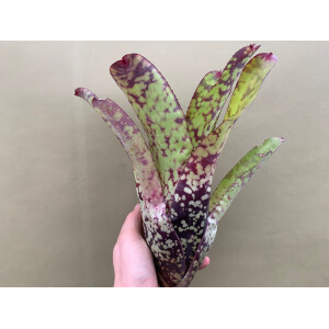 Neoregelia Green Fire