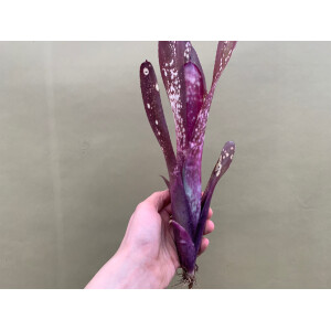 Bilbergia Purple Dream